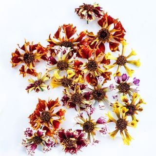 Incredible Sea Shells Mix Coreopsis arranged on a white background.