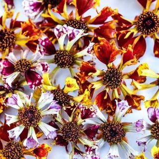 A close-up macro view of several different blooms in the Incredible Sea Shells Mix Coreopsis.
