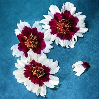 A trio of Incredible Swirl Coreopsis blooms on dark blue background.