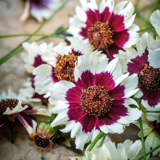 A close-up of several Incredible Swirl Coreopsis flowers.