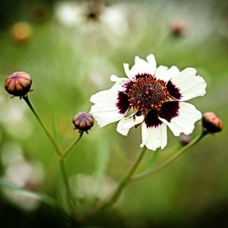An Incredible Swirl Coreopsis flowers blooms with buds in the gardens at Baker Creek.