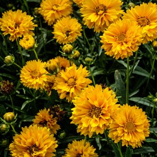 Yellow Fully Double Coreopsis flowers blooming in the trial gardens at Baker Creek.