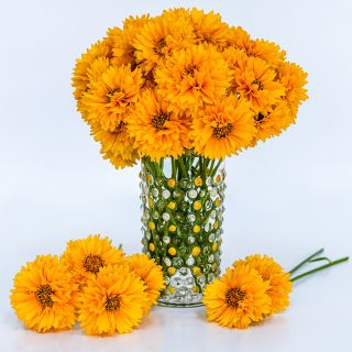 Yellow Fully Double Coreopsis arranged in a glass with blooms on a white background.