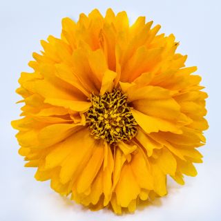 Front close-up view of a single Yellow Fully Double Coreopsis flower on white.