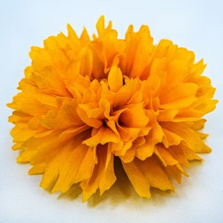 Side close-up view of a single Yellow Fully Double Coreopsis flower on white.