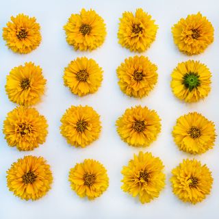 Sixteen Yellow Fully Double Coreopsis blooms arranged in a square on a white background.