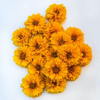 Yellow Fully Double Coreopsis flowers arranged on white background.