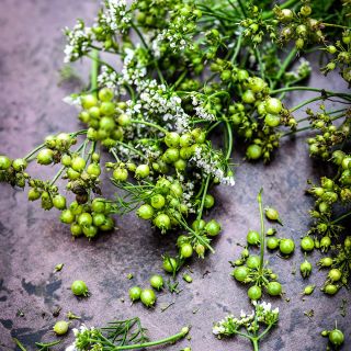 An extreme close-up of Indian Coriander blooms and seeds on brown background.