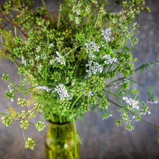 Indian Coriander stems loaded with blooms and coriander seeds arranged in a yellow glass vase.