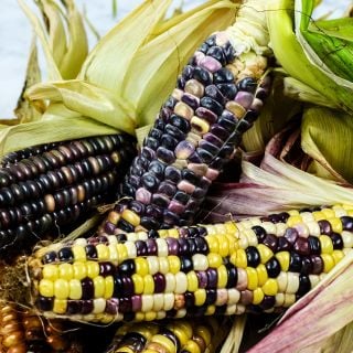 Several cobs of Astronomy Domine Corn with husks on a white marble background.