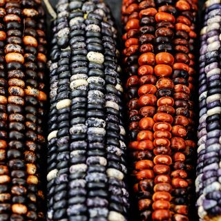 A close-up of Big Horse Spotted cobs showing the detail on the colorful kernels.