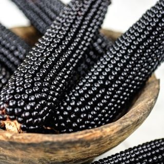 A close-up of Dakota Black Popcorn cobs in a wooden bowl.
