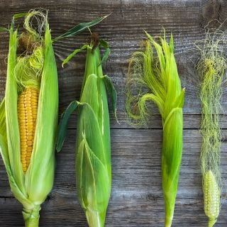 Damaun KS Super Sweet Corn at different stages of maturity. Image courtesy of Lucy Hutchins.