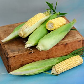 Damaun KS Super Sweet Corn with and without husks on a wood box against a blue background.