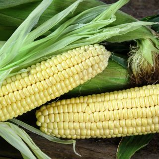 A couple of cobs of Fisher's Earliest Sweet Corn with husks and silk.