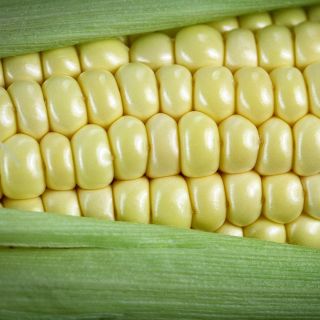 A macro close-up of Fisher's Earliest Sweet Corn kernels on the cob.