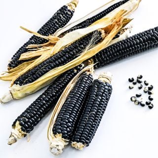 Seven corn cobs of Sehsapsing Delaware Black Flint Corn with kernels on white background.