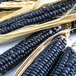 Sehsapsing Delaware Black Flint Cron cobs on a white background.