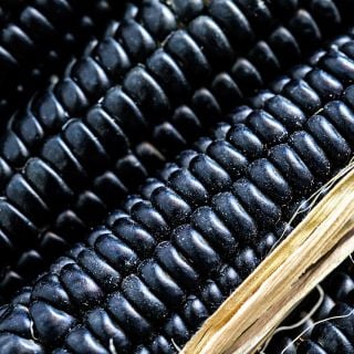 Close -up macro of deep black kernels of Sehsapsing Delaware Black Flint Corn.