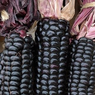 A macro close-up view of a trio of Mountain Morado Corn cobs.