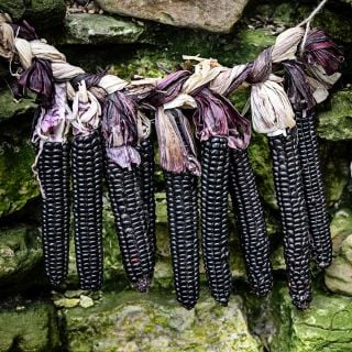 A garland of braided Mountain Morado Corn against a rocky background.