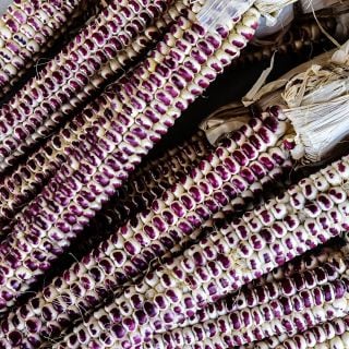 Montana Red Eagle Corn cobs piled up and looking fabulous.