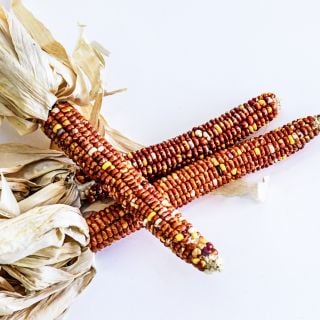 Montana Sunburst Corn cobs on a white background.