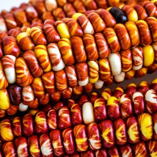 Close-up macro view of Montana Sunburst Corn kernels on the cob.