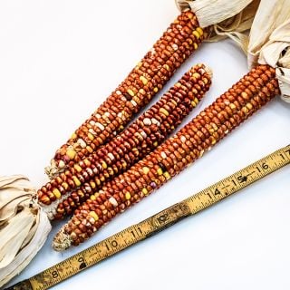 Montana Sunburst Corn cobs with a ruler to show the length on a white background.