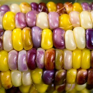 Wade's Giant Indian Flint Corn