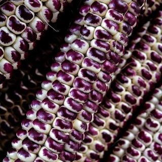 Close-up of Montana Red Eagle Corn kernels.