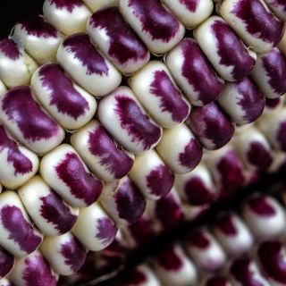 Close-up macro view of Montana Red Eagle Cron showing the little eagle shaped spots on the kernels.