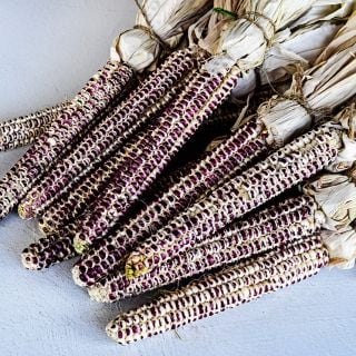 Full overhead view of Montana Red Eagle Corn cobs on a light stucco background.