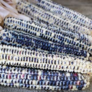 Montana Cudu Corn