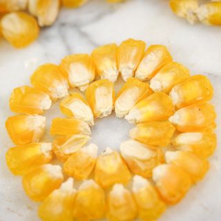 Dried True Gold Corn kernels