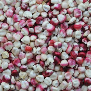 Hopi Pink Flour Corn kernels.