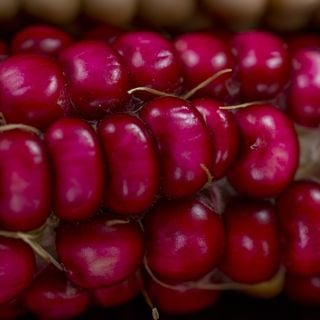 Extreme close-up Hopi Pink Flour Corn