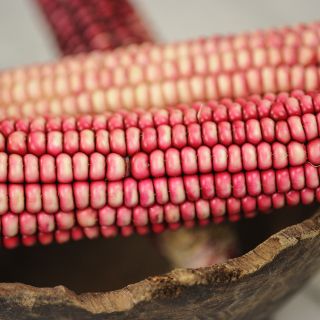 Close-up Hopi Pink Flour Corn
