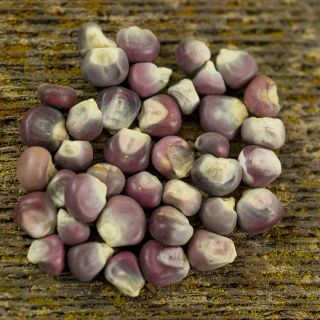 Hopi Purple kernels