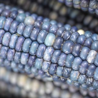 Hopi Turquoise Close-up