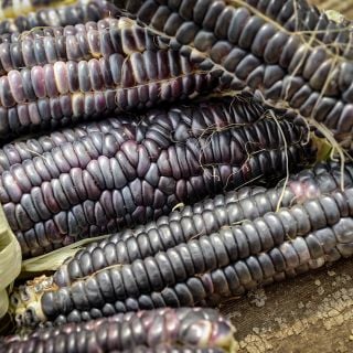 Japanese Black Sticky corn close-up