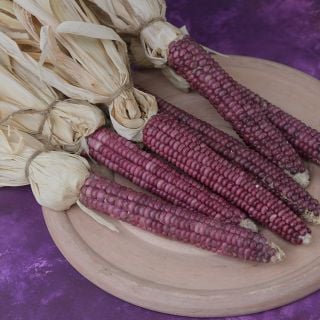 Montana Lavender corn with dried husks.