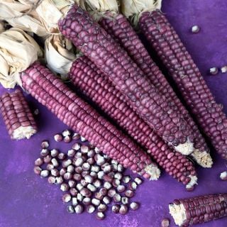 Montana Lavender Clay corn on purple background.