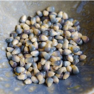 Mini Blue Popcorn kernels.