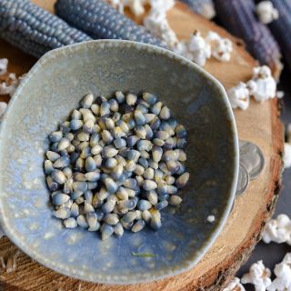 Mini Blue Popcorn kernels.
