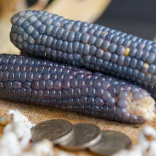 Mini Blue Popcorn in multiple shades of blue.