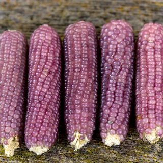 Mini Pink Popcorn