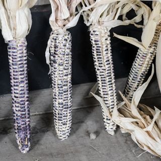 Montana Cudu corn standing on end. 
