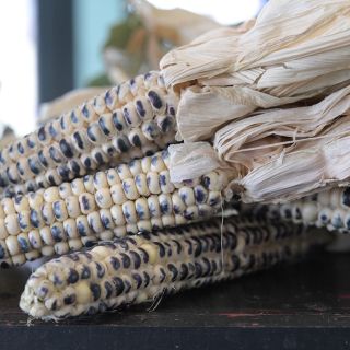 Montana Cudu Corn stack with dried husk.