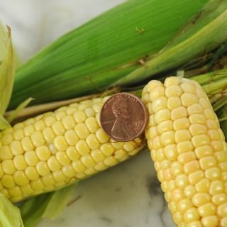 Orchard Baby Corn with penny for size reference.